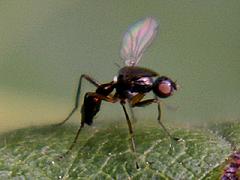 Black Scavenger Fly